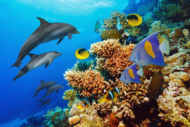 Dolphin House Snorkeling Adventure in Hurghada